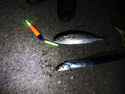 サバ、タチウオ