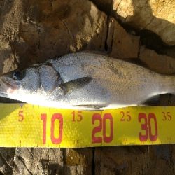 やっと釣れた。