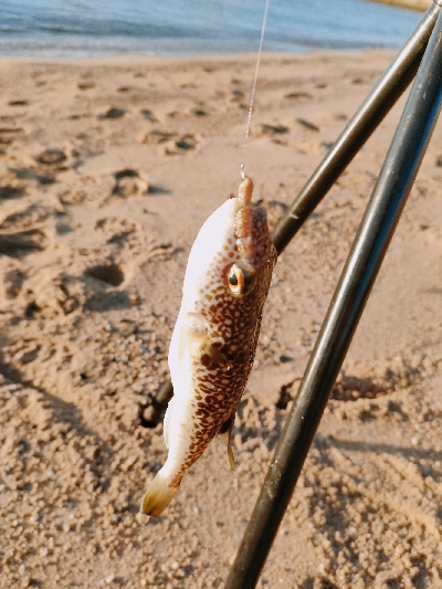 千守突堤でカレイ