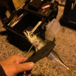 アジングのはずがぁ・・・