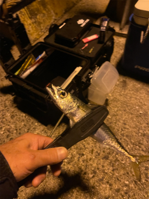 アジングのはずがぁ・・・