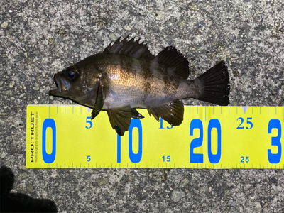 明石でメバリング