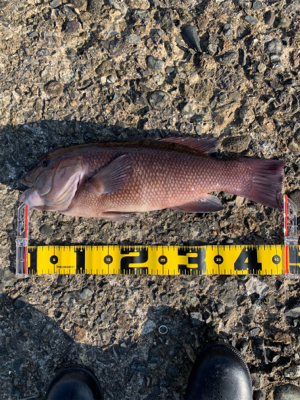 ヘチ釣りコブダイ