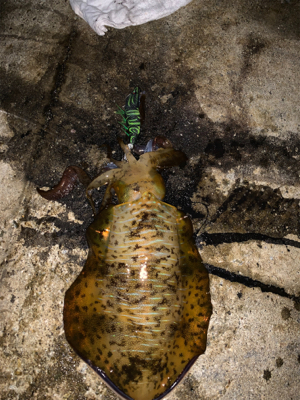 イカの引きは本間に最高‼︎