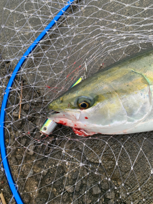 今日も、やったりました！