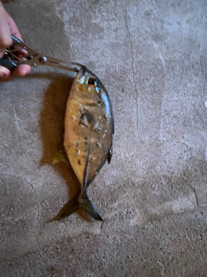 青物を求めて長島へ。