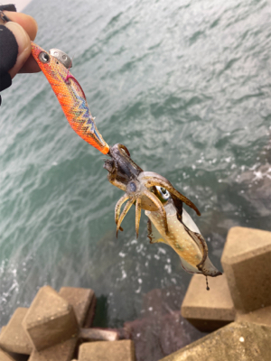 朝マズメエギング