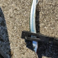 大潮なのに・・・