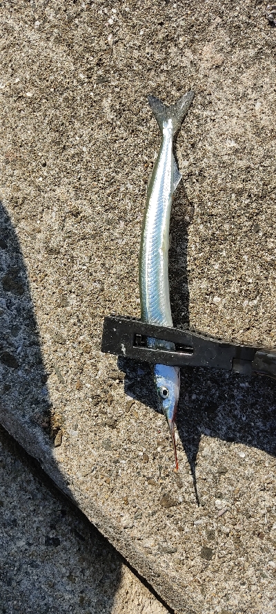 大潮なのに・・・