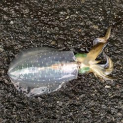 イカ釣行11/2