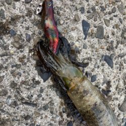 アオリイカ、キャッチアンドリリース