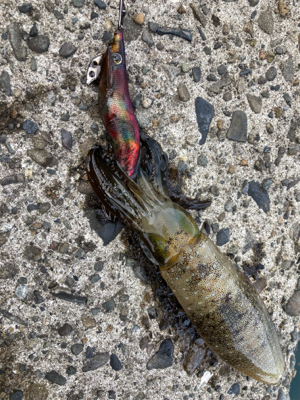 アオリイカ、キャッチアンドリリース