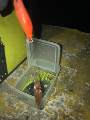 ヒイカ釣り4(^｡^)