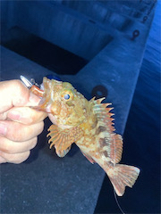 沖堤は今日も賑やか