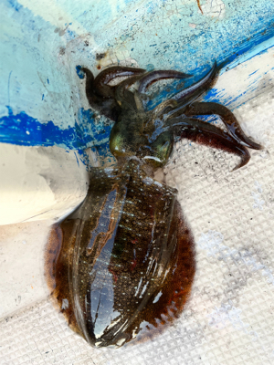 イカとハゲのリレー釣り