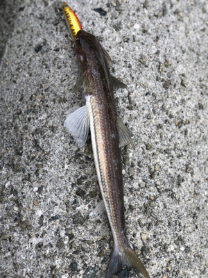 ボイルもあったが