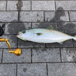 高速ジャーク。ハマチ50cm。。。