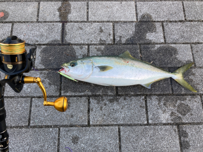 高速ジャーク。ハマチ50cm。。。