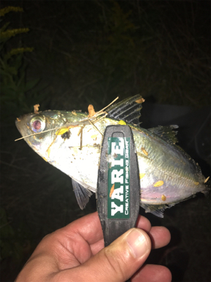 アジをもとめて