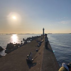 アジと青物きびしい