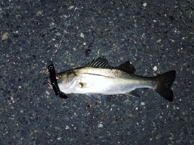 チーバスゲット☆