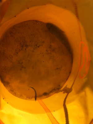 サーフアンド漁港　第二弾