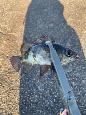 久々のアジング