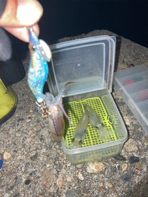 ヒイカ調査5(^.^)