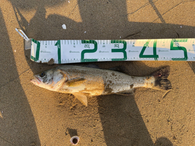 回遊シーバスを狙って