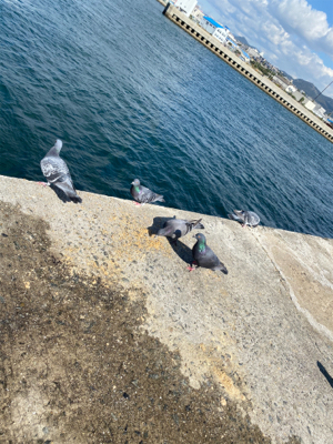 激ウマ!!脂ノリノリグレ