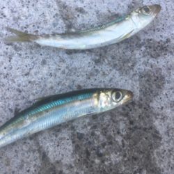 青物、タチウオはどこへ?