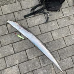 青い牙狙い。牙違い。。。