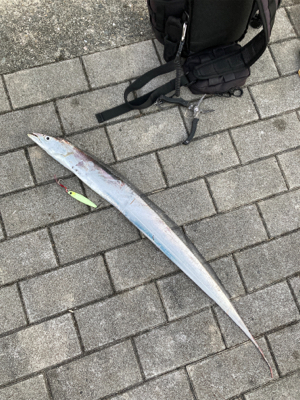 青い牙狙い。牙違い。。。