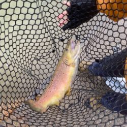 トラウトリベンジ達成