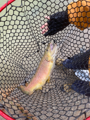 トラウトリベンジ達成