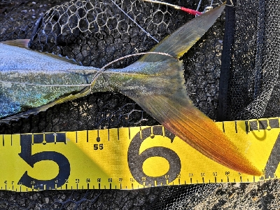 ポッパーでメジロ