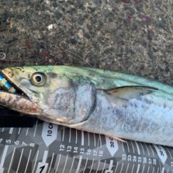 魚っていつもどうでもいい話してるときに釣れ…