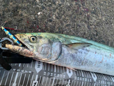 魚っていつもどうでもいい話してるときに釣れ…