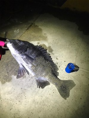深夜のサビキ釣り