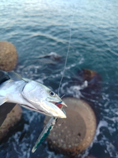 旅行先でショアジギ