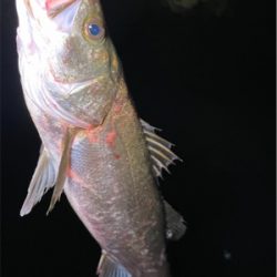 リバーシーバス調査