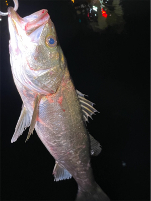 リバーシーバス調査