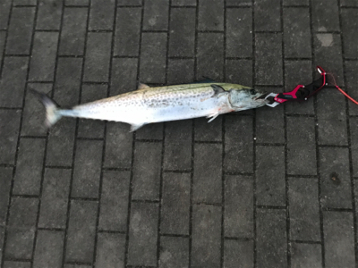 サワラがキタ〜！