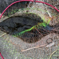 尺アジング　外道編