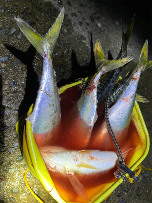 渋い中にもメジロゲット。夕からサバ祭り
