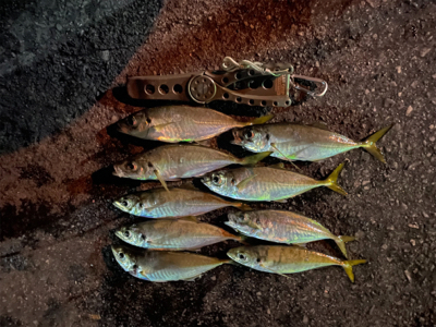 最近のアジング