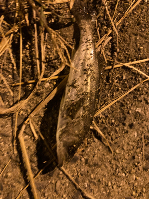 まったり五目釣り