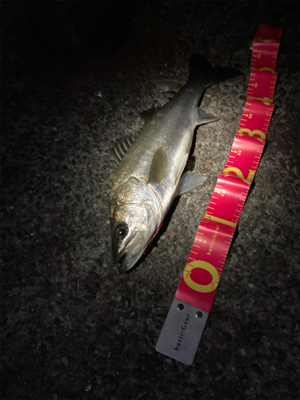 1時間だけ楽しみました