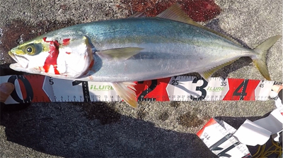 ハマチ3安打！2021ライトゲーム第34戦