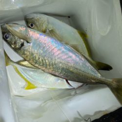 尺アジング　記録更新編